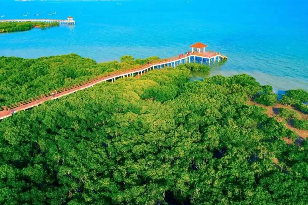 特呈島紅樹林
