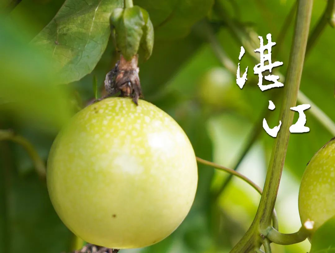“欽蜜9號”百香果