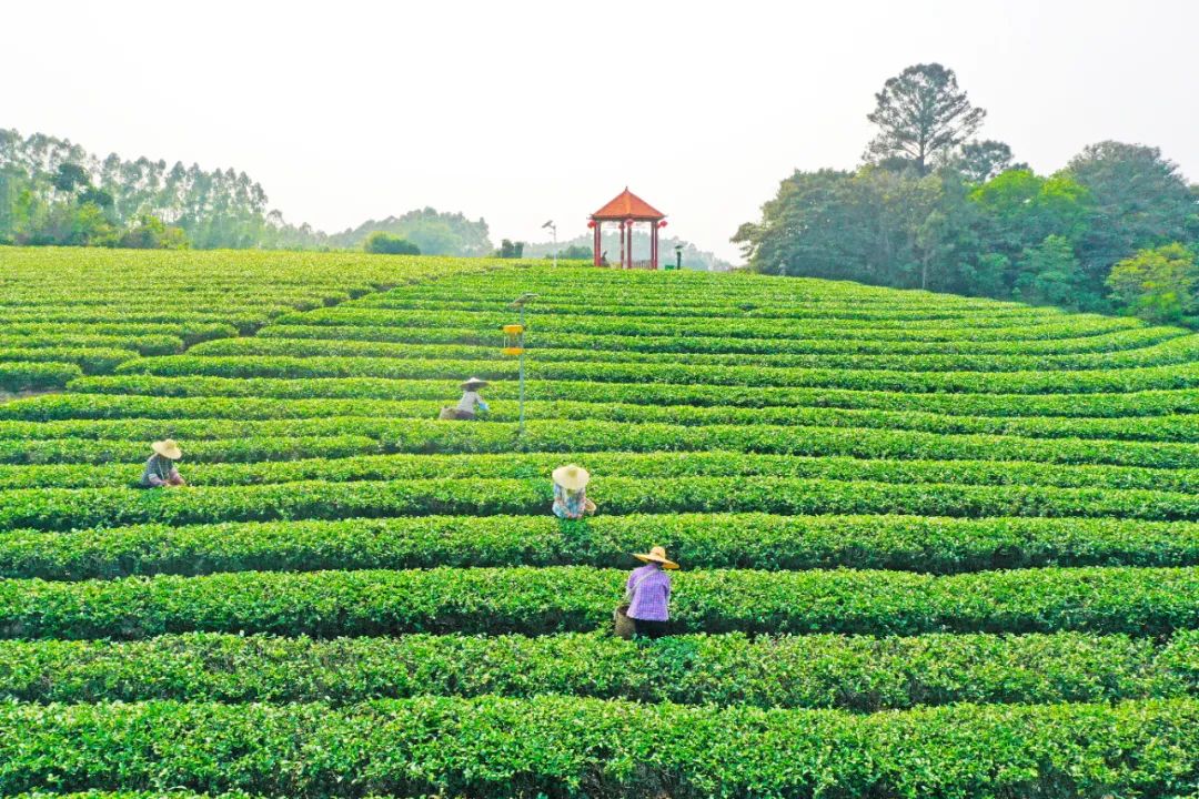 廉江茶園