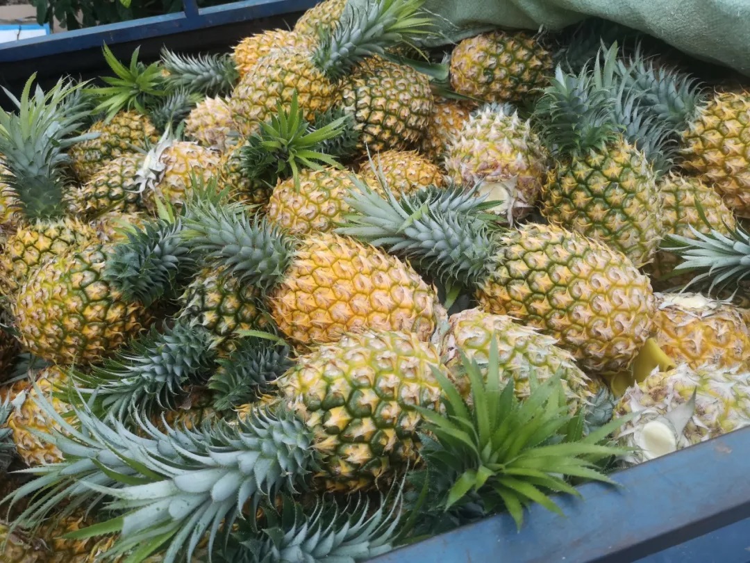 湛江好物，認準這些名字準沒錯！